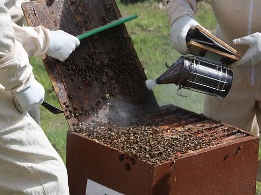 Bienenstock leer