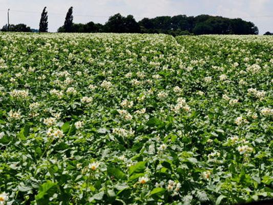 Kartoffelfeld blühend Kartoffelfeld blühend