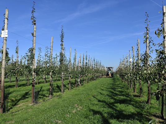 Obstplantage Pflege zwischen Reihen Obstplantage Pflege zwischen Reihen