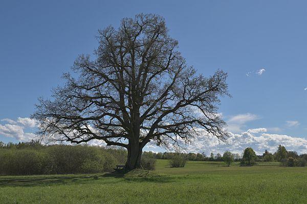Baum ohne Blätter Baum ohne Blätter